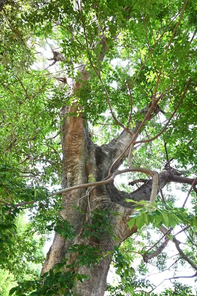 Çin böğürtlenleri (Celtis sinensis) yapraklar ve olgunlaşmamış meyveler. Cannabaceae yaprak döken ağacı. Ekinler sonbaharda olgunlaşır ve yabani kuşlar tarafından yenir, sonra tohumları dağıtırlar..