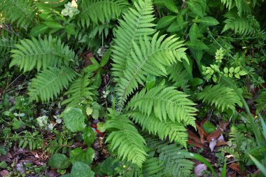 Devekuşu eğreltiotu yaprakları. Uzun ömürlü eğreltiotu gölgeli bölgelerde yetişir ve geniş tüylü yapraklarını zarifçe yayar. Baharda genç yapraklar yenilebilir..
