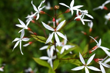 Gillenia trifoliata çiçekleri. Rosaceae bitkileri Kuzey Amerika 'ya özgüdür. Beyaz, ince, beş yapraklı çiçekler yaz başında çiçek açar..