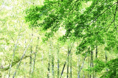  Japon akçaağacından taze yeşil yapraklar. Doğal mevsimsel arkaplan malzemesi.