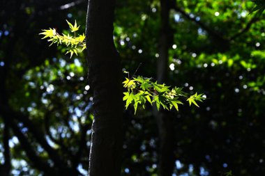  Japon akçaağacından taze yeşil yapraklar. Doğal mevsimsel arkaplan malzemesi.