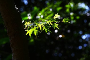  Japon akçaağacından taze yeşil yapraklar. Doğal mevsimsel arkaplan malzemesi.