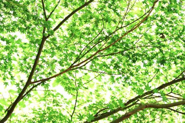  Japon akçaağacından taze yeşil yapraklar. Doğal mevsimsel arkaplan malzemesi.