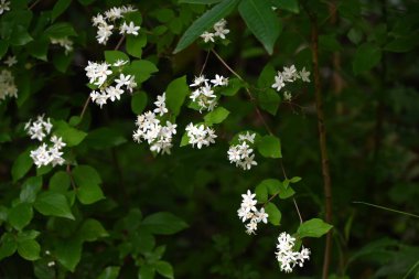 Tüylü Deutzia çiçekleri. Ortanca yaprak döken çalılar. Parlak beş yapraklı çiçekler yazın başlarında açar..