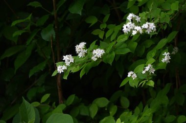 Tüylü Deutzia çiçekleri. Ortanca yaprak döken çalılar. Parlak beş yapraklı çiçekler yazın başlarında açar..