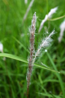 Kogon çim tüyü. Poaceae daimi otları. Yazın başında beyaz dikenler belirir ve tohumlar kabarık tüyler tarafından uzaklara taşınır..