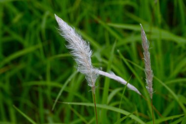 Kogon çim tüyü. Poaceae daimi otları. Yazın başında beyaz dikenler belirir ve tohumlar kabarık tüyler tarafından uzaklara taşınır..