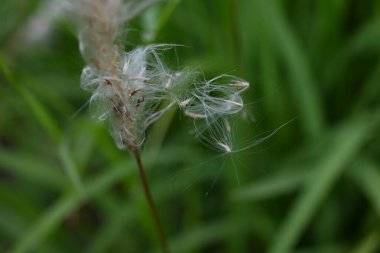 Kogon çim tüyü. Poaceae daimi otları. Yazın başında beyaz dikenler belirir ve tohumlar kabarık tüyler tarafından uzaklara taşınır..