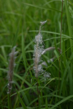 Kogon çim tüyü. Poaceae daimi otları. Yazın başında beyaz dikenler belirir ve tohumlar kabarık tüyler tarafından uzaklara taşınır..