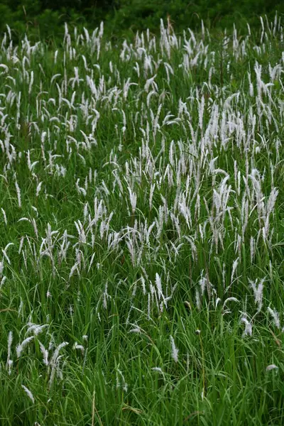 Kogon çim tüyü. Poaceae daimi otları. Yazın başında beyaz dikenler belirir ve tohumlar kabarık tüyler tarafından uzaklara taşınır..