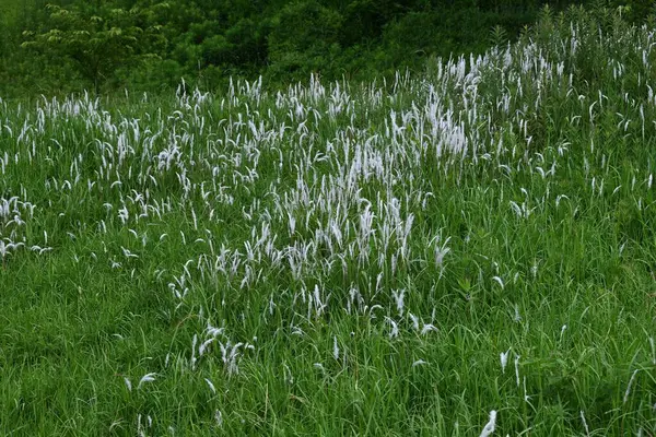 Kogon çim tüyü. Poaceae daimi otları. Yazın başında beyaz dikenler belirir ve tohumlar kabarık tüyler tarafından uzaklara taşınır..