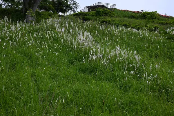 Kogon çim tüyü. Poaceae daimi otları. Yazın başında beyaz dikenler belirir ve tohumlar kabarık tüyler tarafından uzaklara taşınır..