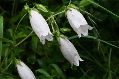 Benekli çan çiçeği (Campanula punctata) çiçekleri. Campanulaceae daimi bitkileri. Çan şeklinde, mor lekeli çiçekler yazın başlarında çiçek açar..