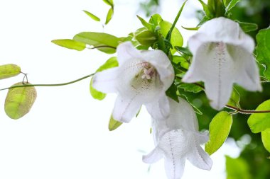 Benekli çan çiçeği (Campanula punctata) çiçekleri. Campanulaceae daimi bitkileri. Çan şeklinde, mor lekeli çiçekler yazın başlarında çiçek açar..