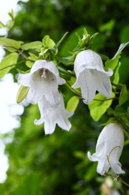 Benekli çan çiçeği (Campanula punctata) çiçekleri. Campanulaceae daimi bitkileri. Çan şeklinde, mor lekeli çiçekler yazın başlarında çiçek açar..