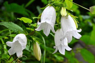 Benekli çan çiçeği (Campanula punctata) çiçekleri. Campanulaceae daimi bitkileri. Çan şeklinde, mor lekeli çiçekler yazın başlarında çiçek açar..