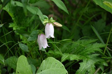 Benekli çan çiçeği (Campanula punctata) çiçekleri. Campanulaceae daimi bitkileri. Çan şeklinde, mor lekeli çiçekler yazın başlarında çiçek açar..