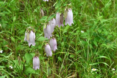 Benekli çan çiçeği (Campanula punctata) çiçekleri. Campanulaceae daimi bitkileri. Çan şeklinde, mor lekeli çiçekler yazın başlarında çiçek açar..