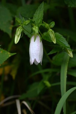 Benekli çan çiçeği (Campanula punctata) çiçekleri. Campanulaceae daimi bitkileri. Çan şeklinde, mor lekeli çiçekler yazın başlarında çiçek açar..