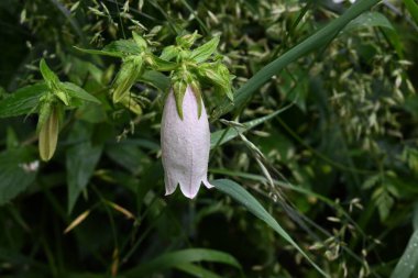Benekli çan çiçeği (Campanula punctata) çiçekleri. Campanulaceae daimi bitkileri. Çan şeklinde, mor lekeli çiçekler yazın başlarında çiçek açar..