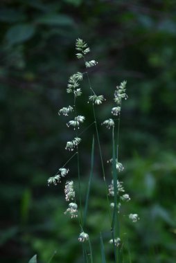 Meyve bahçesi çimleri (Dactylis) çiçekleri. Poaceae daimi bitkileri. Yol kenarlarında ve diğer yerlerde yetişen bir ot yazın başlarında çiçek açar ve saman nezlesine neden olabilir..