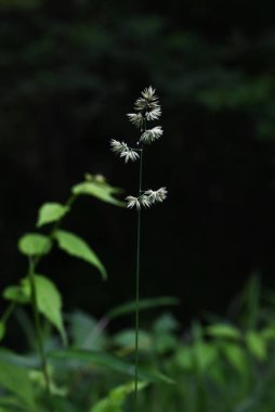 Meyve bahçesi çimleri (Dactylis) çiçekleri. Poaceae daimi bitkileri. Yol kenarlarında ve diğer yerlerde yetişen bir ot yazın başlarında çiçek açar ve saman nezlesine neden olabilir..