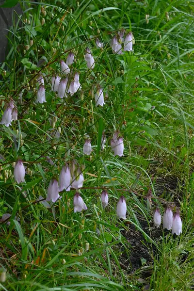 Benekli çan çiçeği (Campanula punctata) çiçekleri. Campanulaceae daimi bitkileri. Çan şeklinde, mor lekeli çiçekler yazın başlarında çiçek açar..