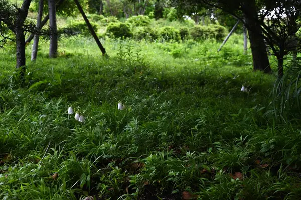 Benekli çan çiçeği (Campanula punctata) çiçekleri. Campanulaceae daimi bitkileri. Çan şeklinde, mor lekeli çiçekler yazın başlarında çiçek açar..