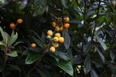 Loquat (Rhaphiolepis bibas) meyveleri. Rosaceae her zaman yeşil meyve ağacı. Meyveler yazın başlarında portakala dönüşen aksesuar meyvelerdir ve yenilebilir ve şifalıdır..