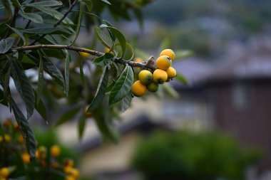 Loquat (Rhaphiolepis bibas) meyveleri. Rosaceae her zaman yeşil meyve ağacı. Meyveler yazın başlarında portakala dönüşen aksesuar meyvelerdir ve yenilebilir ve şifalıdır..
