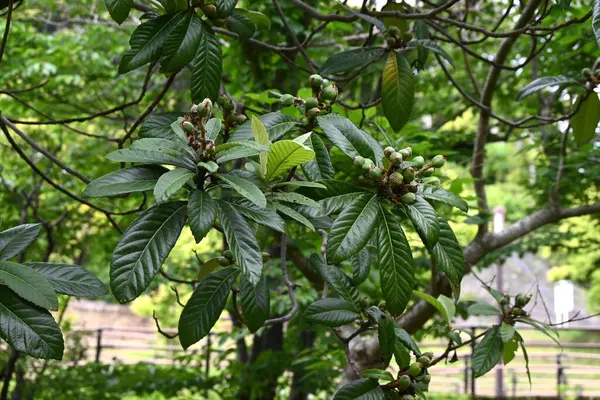 Loquat (Rhaphiolepis bibas) meyveleri. Rosaceae her zaman yeşil meyve ağacı. Meyveler yazın başlarında portakala dönüşen aksesuar meyvelerdir ve yenilebilir ve şifalıdır..