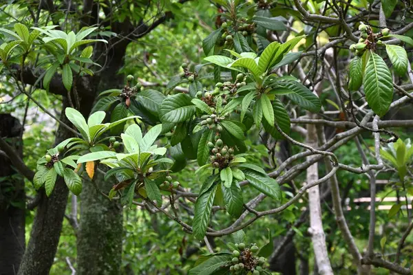 Loquat (Rhaphiolepis bibas) meyveleri. Rosaceae her zaman yeşil meyve ağacı. Meyveler yazın başlarında portakala dönüşen aksesuar meyvelerdir ve yenilebilir ve şifalıdır..