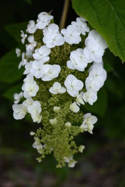 Oakleaf ortancaları (Hydrangea quercifolia) çiçekleri. Hydrangeaceae drciduous çalısı. Yazın başında piramitlerde beyaz çiçekler açar. Yapraklar sonbaharda kesilir ve kırmızıya döner..