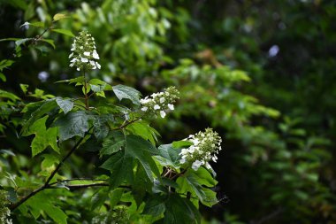 Oakleaf ortancaları (Hydrangea quercifolia) çiçekleri. Hydrangeaceae drciduous çalısı. Yazın başında piramitlerde beyaz çiçekler açar. Yapraklar sonbaharda kesilir ve kırmızıya döner..