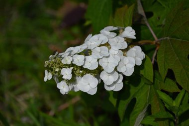 Oakleaf ortancaları (Hydrangea quercifolia) çiçekleri. Hydrangeaceae drciduous çalısı. Yazın başında piramitlerde beyaz çiçekler açar. Yapraklar sonbaharda kesilir ve kırmızıya döner..