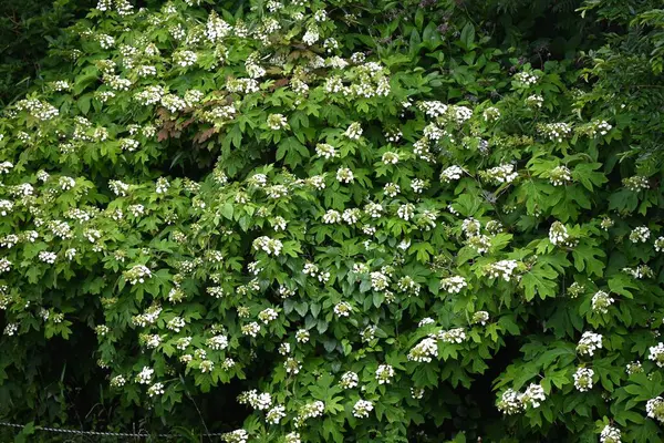 Oakleaf ortancaları (Hydrangea quercifolia) çiçekleri. Hydrangeaceae drciduous çalısı. Yazın başında piramitlerde beyaz çiçekler açar. Yapraklar sonbaharda kesilir ve kırmızıya döner..
