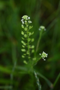 Yabani biber-otu (Lepidium virginicum) çiçekleri. Sütyenimsi bienal bitkiler. Yeşil-beyaz çiçekler, sivri uçlu kızılcık şeklinde yaz başlarında çiçek açar..