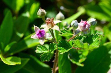 Rubus parvifolius çiçekleri. Rosaceae yaprak döken sürünen çalı. Güzel pembe beş yapraklı çiçekler yazın başlarında açar.