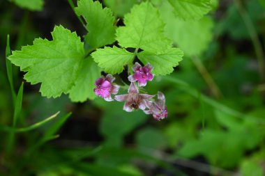 Rubus parvifolius çiçekleri. Rosaceae yaprak döken sürünen çalı. Güzel pembe beş yapraklı çiçekler yazın başlarında açar.