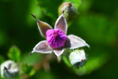 Rubus parvifolius çiçekleri. Rosaceae yaprak döken sürünen çalı. Güzel pembe beş yapraklı çiçekler yazın başlarında açar.