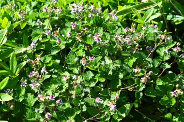 Rubus parvifolius çiçekleri. Rosaceae yaprak döken sürünen çalı. Güzel pembe beş yapraklı çiçekler yazın başlarında açar.
