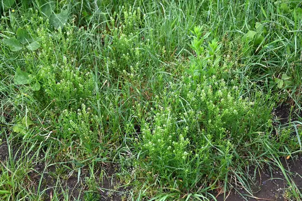 Yabani biber-otu (Lepidium virginicum) çiçekleri. Sütyenimsi bienal bitkiler. Yeşil-beyaz çiçekler, sivri uçlu kızılcık şeklinde yaz başlarında çiçek açar..