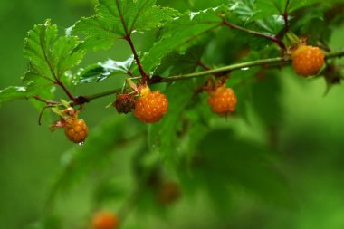 Rubus Trifidus böğürtlenleri. Rosaceae yarı-yeşil çalı. Yazın başında portakal üretir..