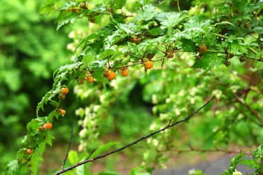 Rubus Trifidus böğürtlenleri. Rosaceae yarı-yeşil çalı. Yazın başında portakal üretir..