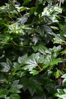 Rubus Trifidus böğürtlenleri. Rosaceae yarı-yeşil çalı. Yazın başında portakal üretir..
