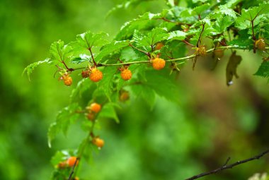 Rubus Trifidus böğürtlenleri. Rosaceae yarı-yeşil çalı. Yazın başında portakal üretir..