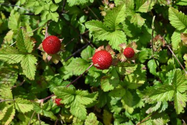  Hint çileği (Potentilla indica) böğürtlen. Rosaceae bitkileri. Stolon ile yerde sürünürler ve yazın başında kırmızı böğürtlen üretirler..