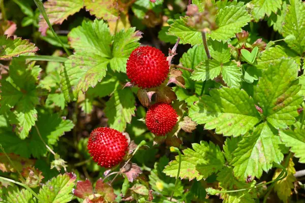  Hint çileği (Potentilla indica) böğürtlen. Rosaceae bitkileri. Stolon ile yerde sürünürler ve yazın başında kırmızı böğürtlen üretirler..