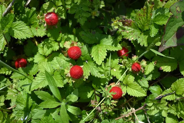  Hint çileği (Potentilla indica) böğürtlen. Rosaceae bitkileri. Stolon ile yerde sürünürler ve yazın başında kırmızı böğürtlen üretirler..