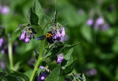 Comfrey (Symphytum officinale) çiçekler. Boraginaceae bitkileri. Yazın başında sarkan soluk pembe borulu çiçekler..